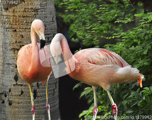 Image of Pink Flamingos 