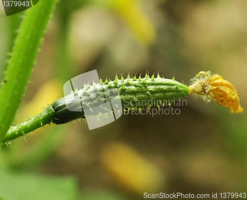 Image of cucumber