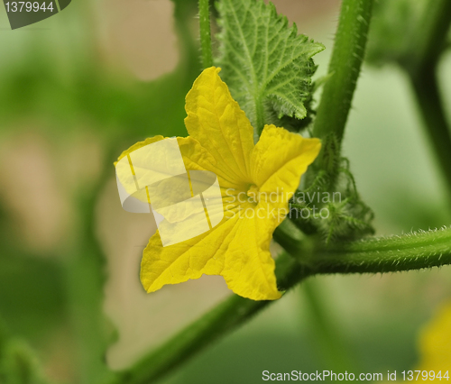 Image of cucumber flowers 