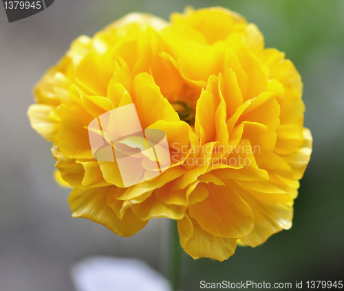 Image of yellow ranunculus 
