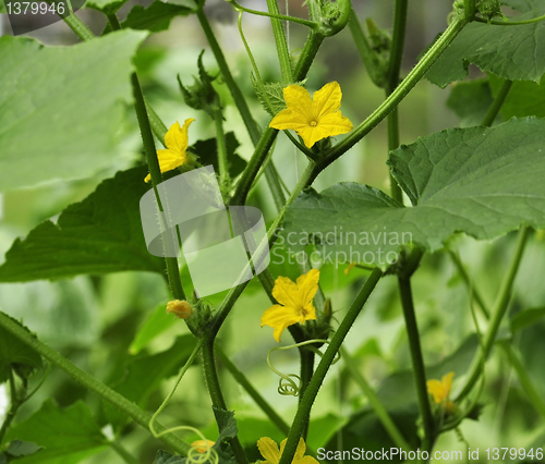 Image of cucumber flowers