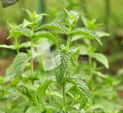 Image of mint in the garden peppermint