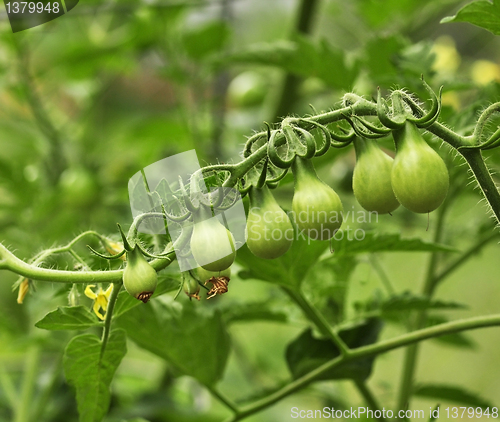 Image of green tomatoes