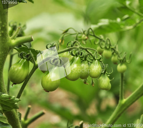 Image of green tomatoes