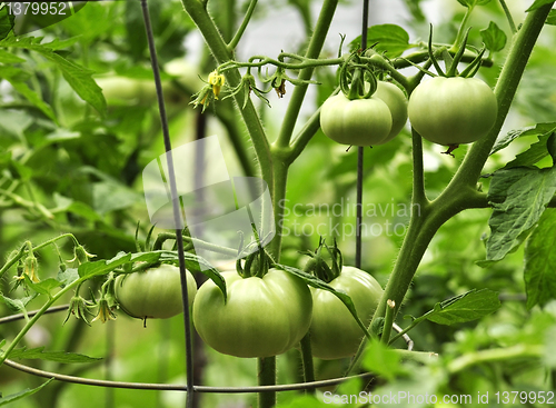 Image of green tomatoes 