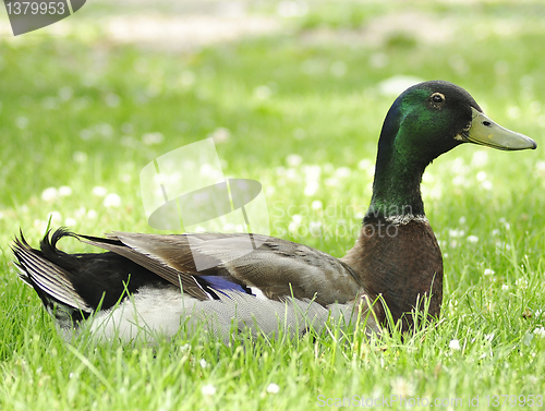 Image of wild duck 