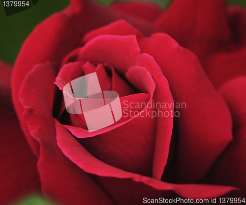 Image of red rose