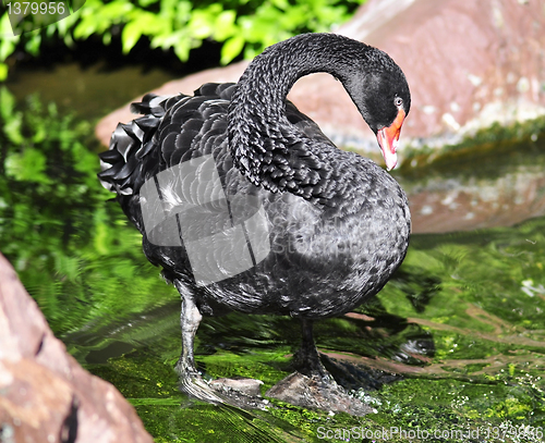 Image of black swan