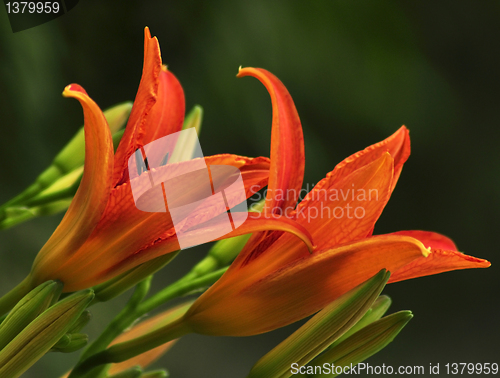 Image of orange lily 