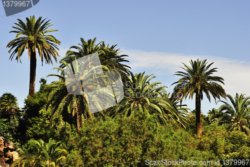 Image of palm trees