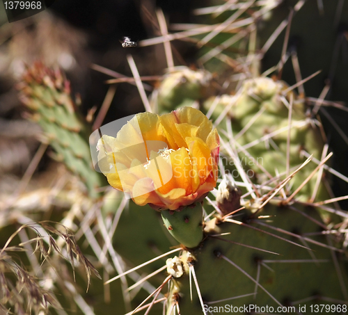 Image of cactus flower