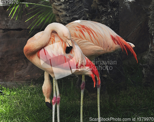 Image of flamingo