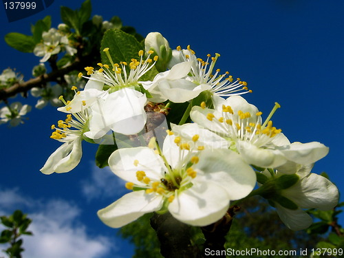 Image of White flowers