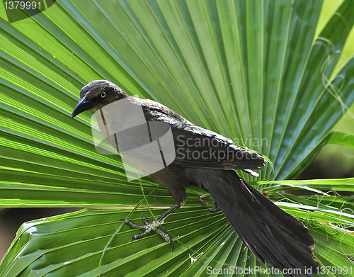 Image of blackbird