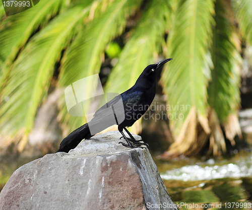 Image of blackbird 