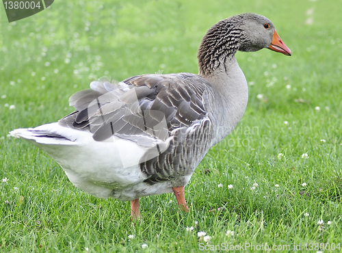 Image of wild goose