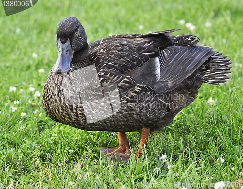 Image of wild duck 