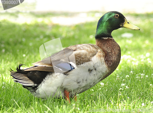 Image of Mallard Duck 