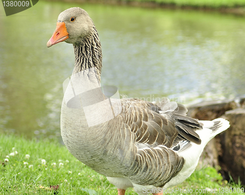 Image of wild goose