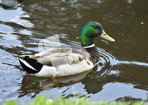 Image of Mallard Duck 