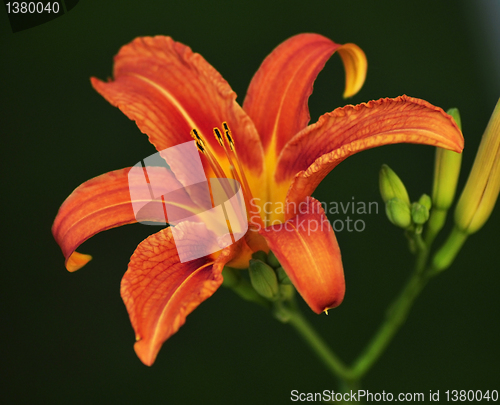 Image of orange lily