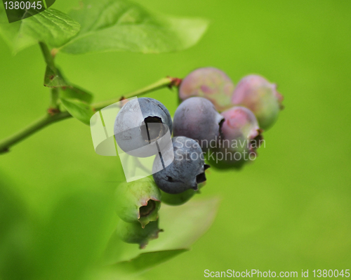 Image of blueberry 