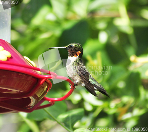 Image of hummingbird