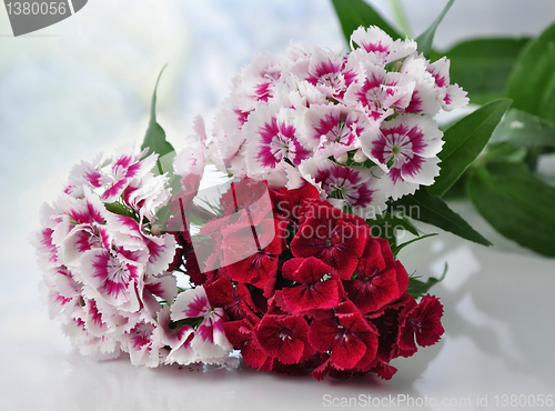 Image of carnation flowers