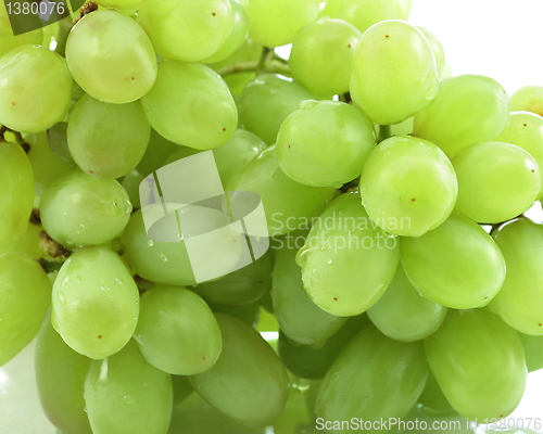 Image of grape