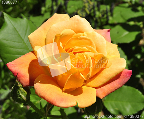 Image of rose