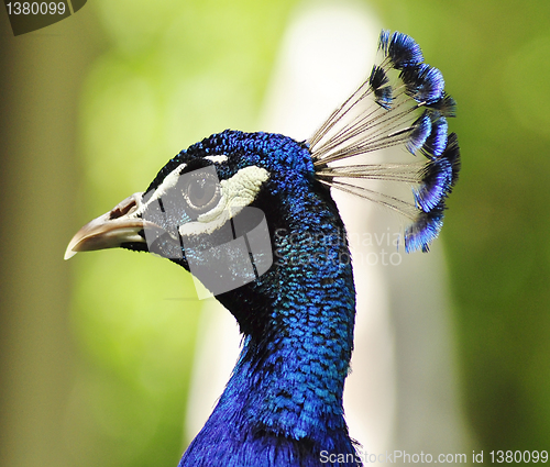 Image of peacock portrait