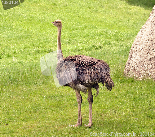 Image of ostrich 