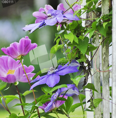 Image of clematis flowers