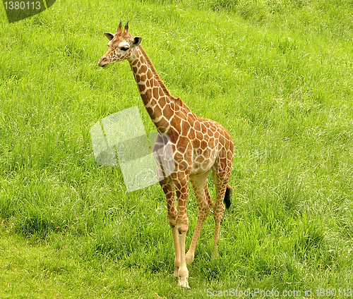 Image of giraffe