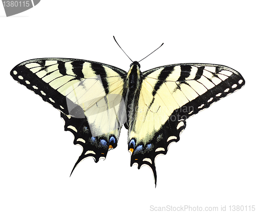 Image of Yellow  Butterfly 