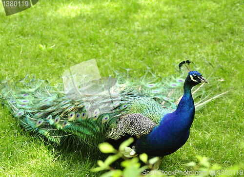 Image of peacock