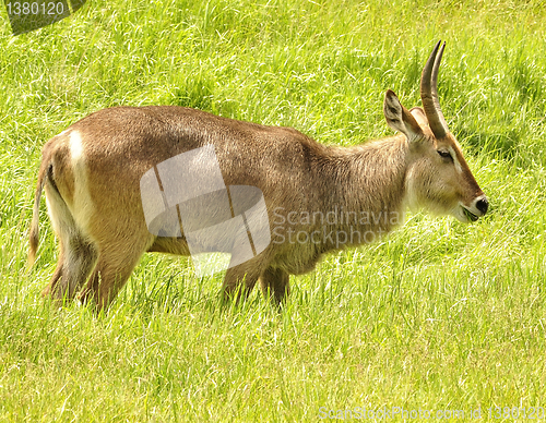 Image of waterbuck 