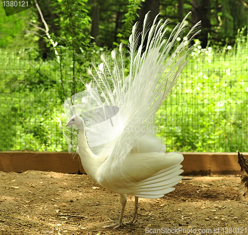 Image of peacock