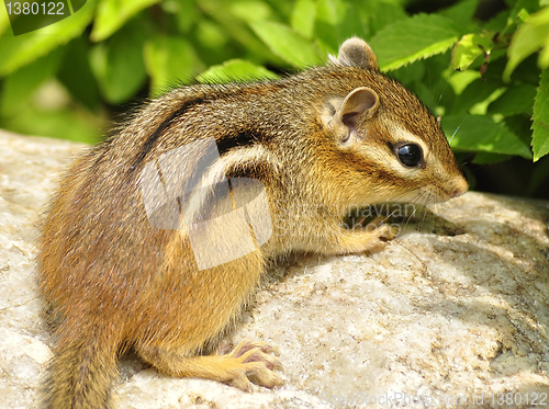 Image of chipmunk