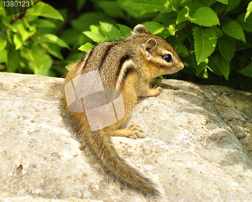 Image of  chipmunk 