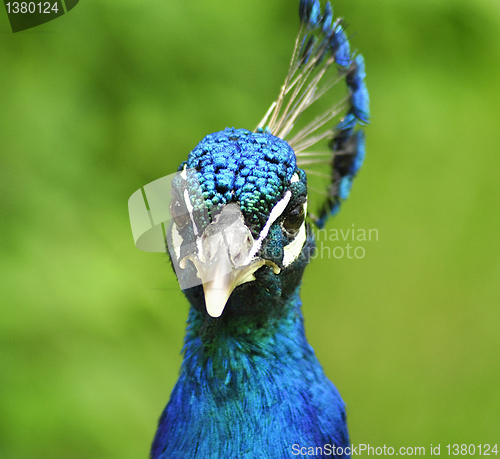 Image of peacock portrait