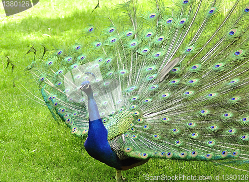 Image of peacock