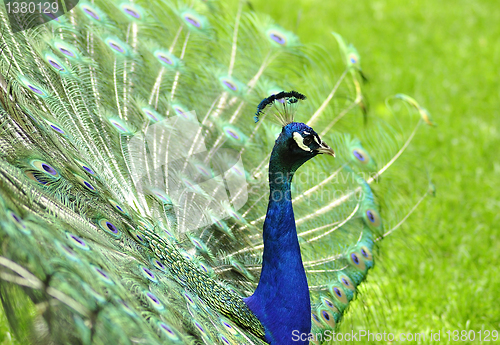 Image of peacock