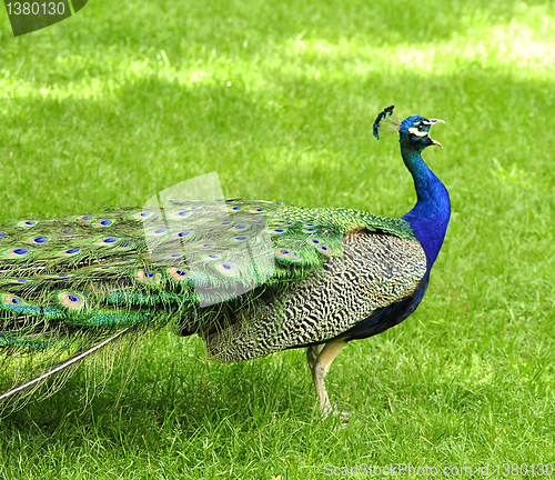 Image of  peacock 