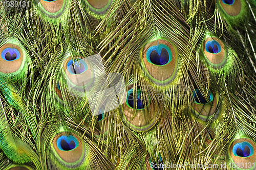 Image of Peacock feathers