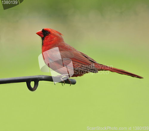 Image of Male northern cardinal