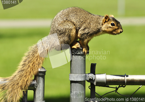 Image of fox squirrel