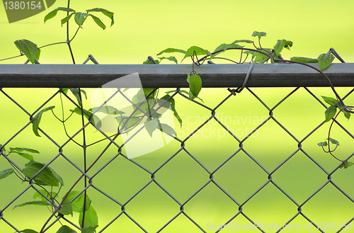 Image of vine on a fence