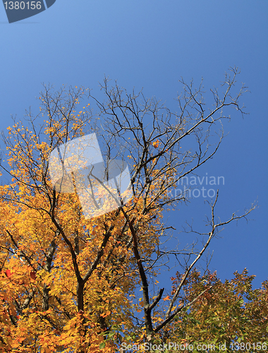 Image of colorful trees