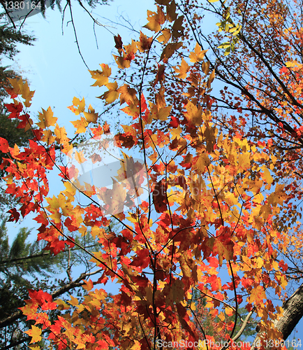 Image of red leaves